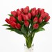 tulipan-cerveny-40cm-two